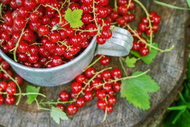 Metal bir kupa sokaklarda kırmızı kuş üzümü