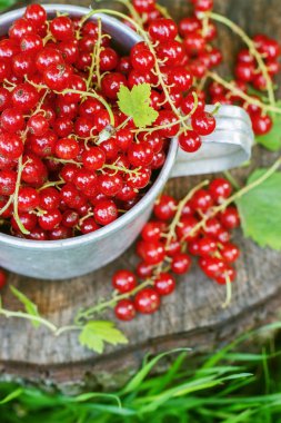 Metal bir kupa sokaklarda kırmızı kuş üzümü