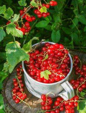 Metal bir kupa sokaklarda kırmızı kuş üzümü
