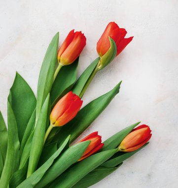 Hafif bir arka plan üzerinde kırmızı-Sarı laleler. Bahar - poster serbest metin alanı ile