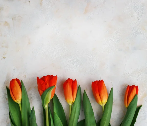 Hafif bir arka plan üzerinde kırmızı-Sarı laleler. Bahar - poster serbest metin alanı ile