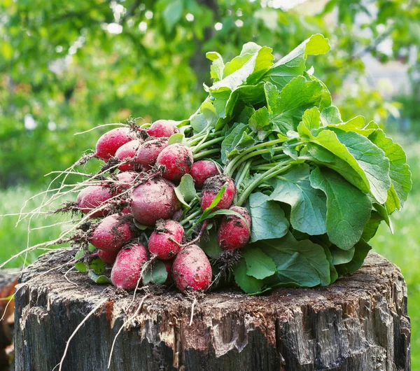 Fresh radishes two with tops on a wooden stump sunny day — Stock Photo, Image
