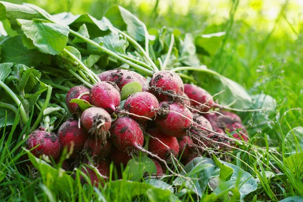 Fresh radishes on the grass in the garden on a sunny day — Stock Photo, Image