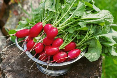 Ahşap güdük güneşli bir günde en fazla ile taze turp iki