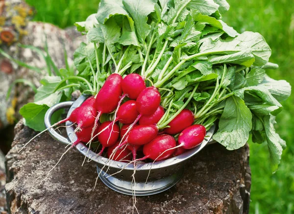 Fresh radishes two with tops on a wooden stump sunny day — Stock Photo, Image