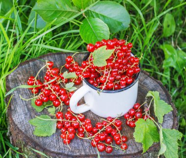Metal bir kupa sokaklarda kırmızı kuş üzümü