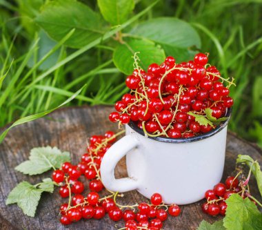 Metal bir kupa sokaklarda kırmızı kuş üzümü