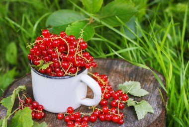 Metal bir kupa sokaklarda kırmızı kuş üzümü