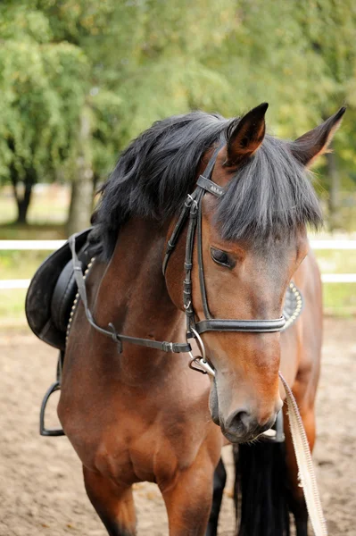 Porträtt av en nyfiken kvartalet häst mare — Stockfoto