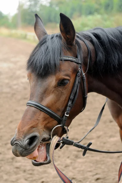 Retrato de un curioso cuarto yegua de caballo —  Fotos de Stock