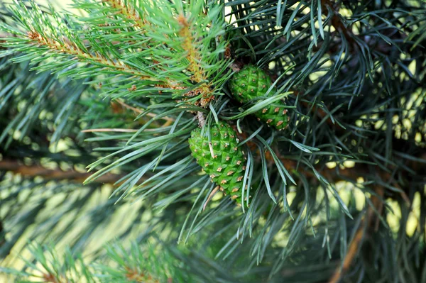 Pinhais com pinhas frescas e agulhas de pinheiro verde — Fotografia de Stock