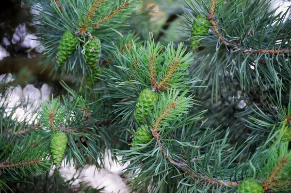 Pinos con conos de pino fresco y agujas de pino verde — Foto de Stock