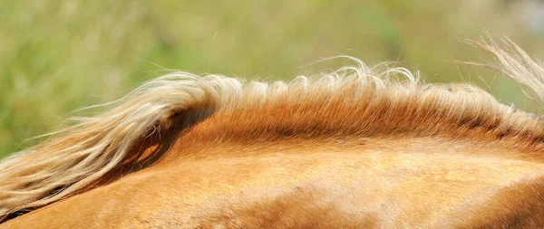 Melena del caballo —  Fotos de Stock