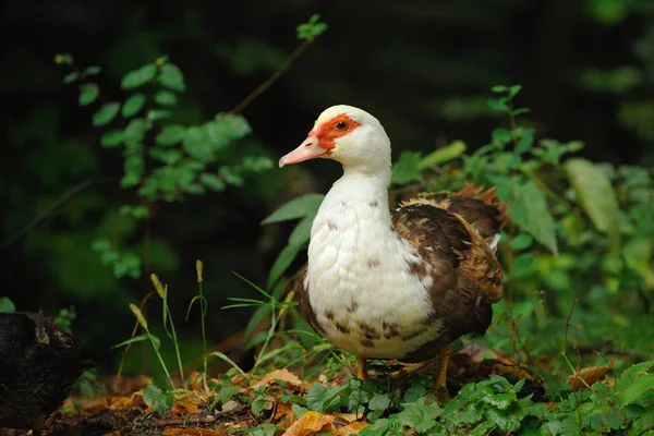 Canards broutant dans une prairie — Photo