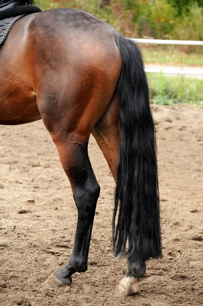 La cola de un caballo — Foto de Stock