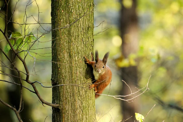 Europese rode eekhoorn — Stockfoto