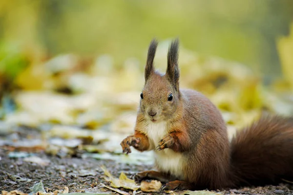 European red squirrel — Stock Photo, Image