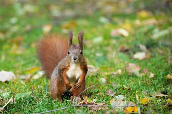 Écureuil roux — Photo