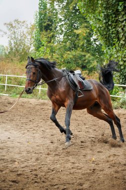 At koşum yarış pisti üzerinde .