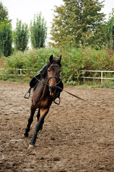 Chicote de cavalos na pista de corridas  . — Fotografia de Stock