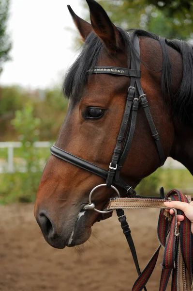 Retrato de cabeça de cavalo em arnês   . — Fotografia de Stock