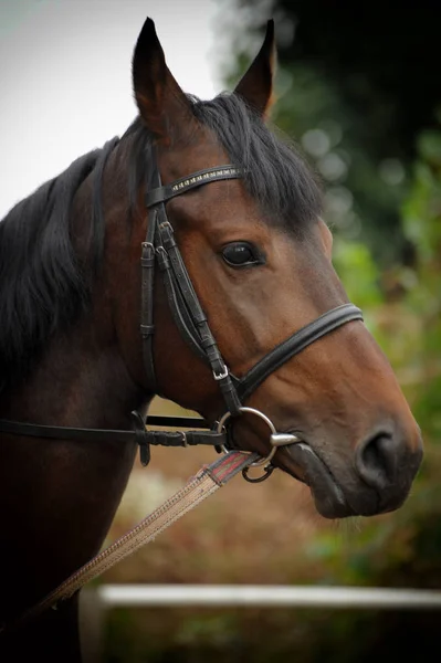 Retrato de cabeça de cavalo em arnês   . — Fotografia de Stock