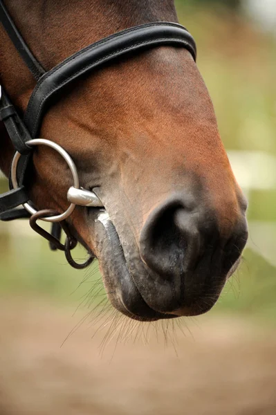 Portrét hlavy koně v postroji  . — Stock fotografie