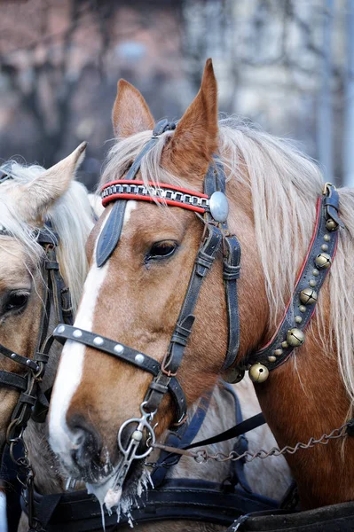 Cabeza de caballo primer plano — Foto de Stock