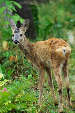 Çayır üzerinde genç geyik