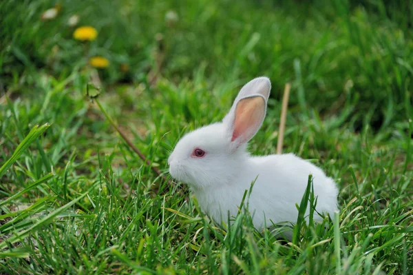 Sahada küçük tavşan — Stok fotoğraf