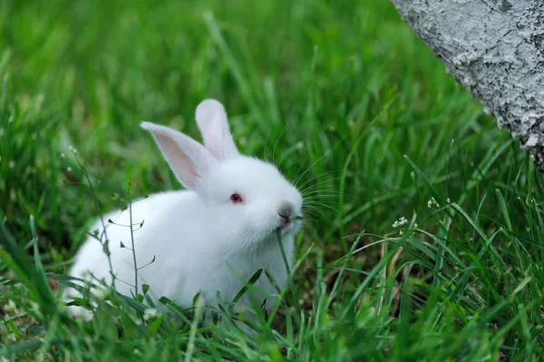 Маленький кролик на полі — стокове фото