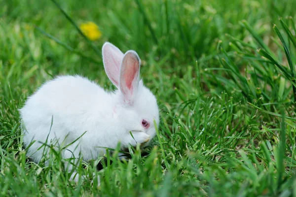 Kleine konijn op het veld — Stockfoto