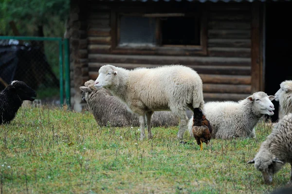 농장에 있는 양떼 — 스톡 사진