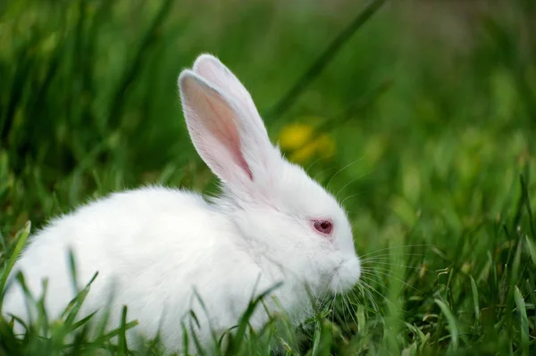 Kleine konijn op het veld — Stockfoto