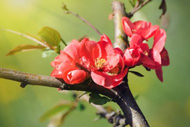 Bahar çiçeği: Bahçe çiçek açması ağaç dalı