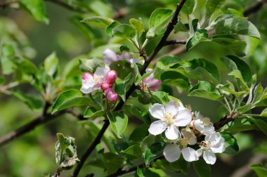 İlkbaharda elma açar.