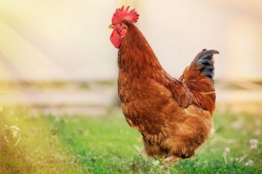 horoz çiftlikte kapatın
