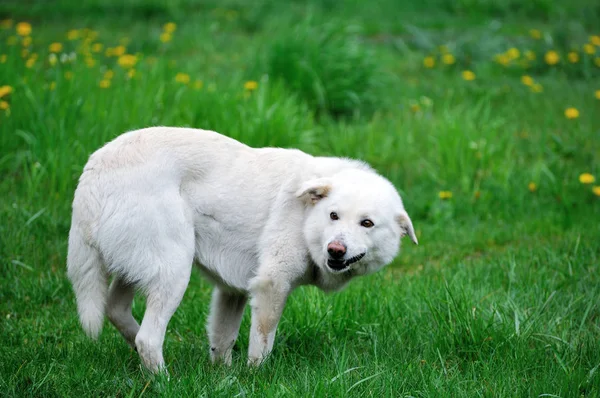 愤怒的白狗 — 图库照片