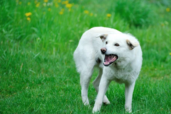 Cão branco irritado — Fotografia de Stock