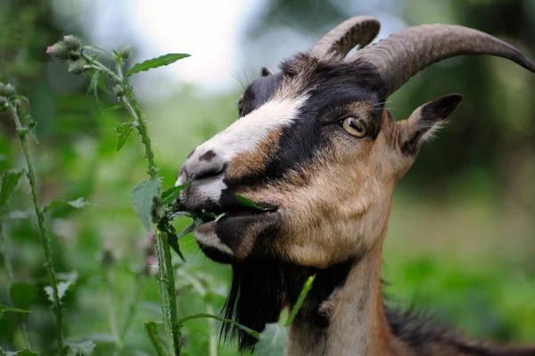 Goat on a background of green field — Stock Photo, Image