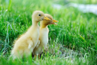 Küçük ördek yeşil alan