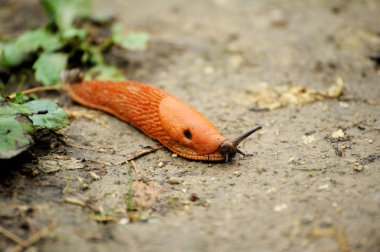 Portakal Bahçe slug .