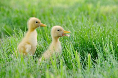 Küçük ördek yeşil alan