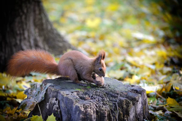 Eekhoorn eet noten — Stockfoto