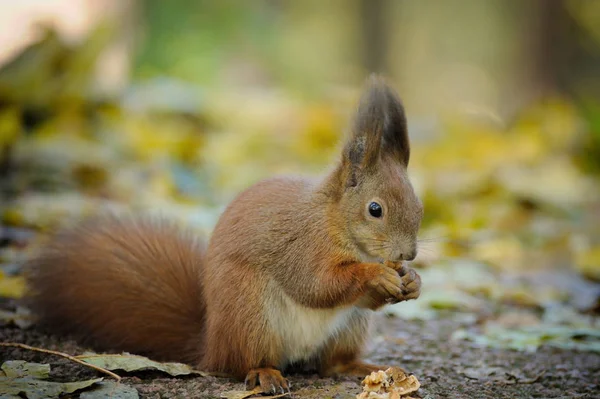 Eekhoorn eet noten — Stockfoto
