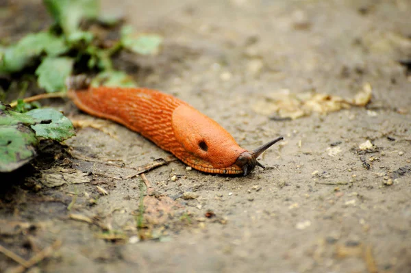 Orange garden slug . — Stock Photo, Image