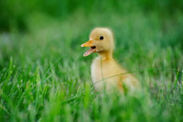 Pato pequeño en un campo verde —  Fotos de Stock