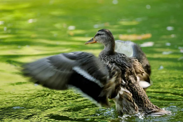 Göldeki vahşi ördek.