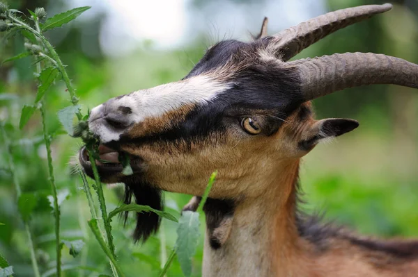 Goat on a background of green field — Stock Photo, Image