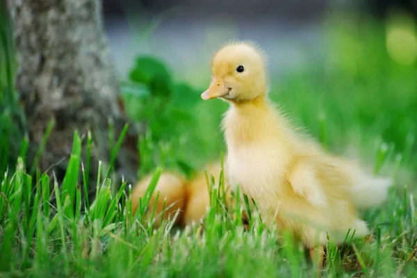 Pato pequeno em um campo verde — Fotografia de Stock
